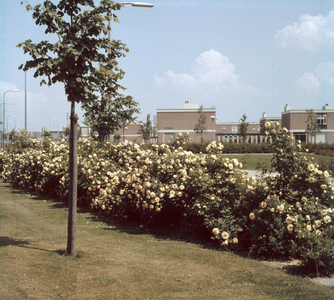 824523 Afbeelding van een plantsoen met bloeiende rozen, met op de achtergrond enkele huizen in de wijk Transwijk ...